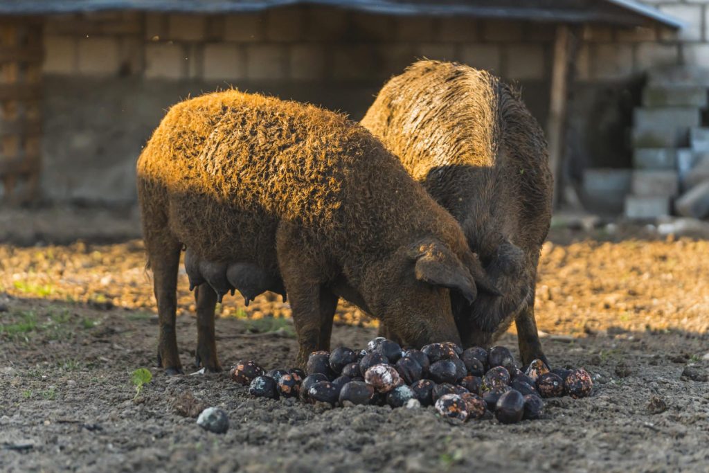 mangalica disznó, sertés
