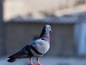 Ilyen a házigalamb