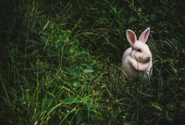 Ilyen a házi nyúl