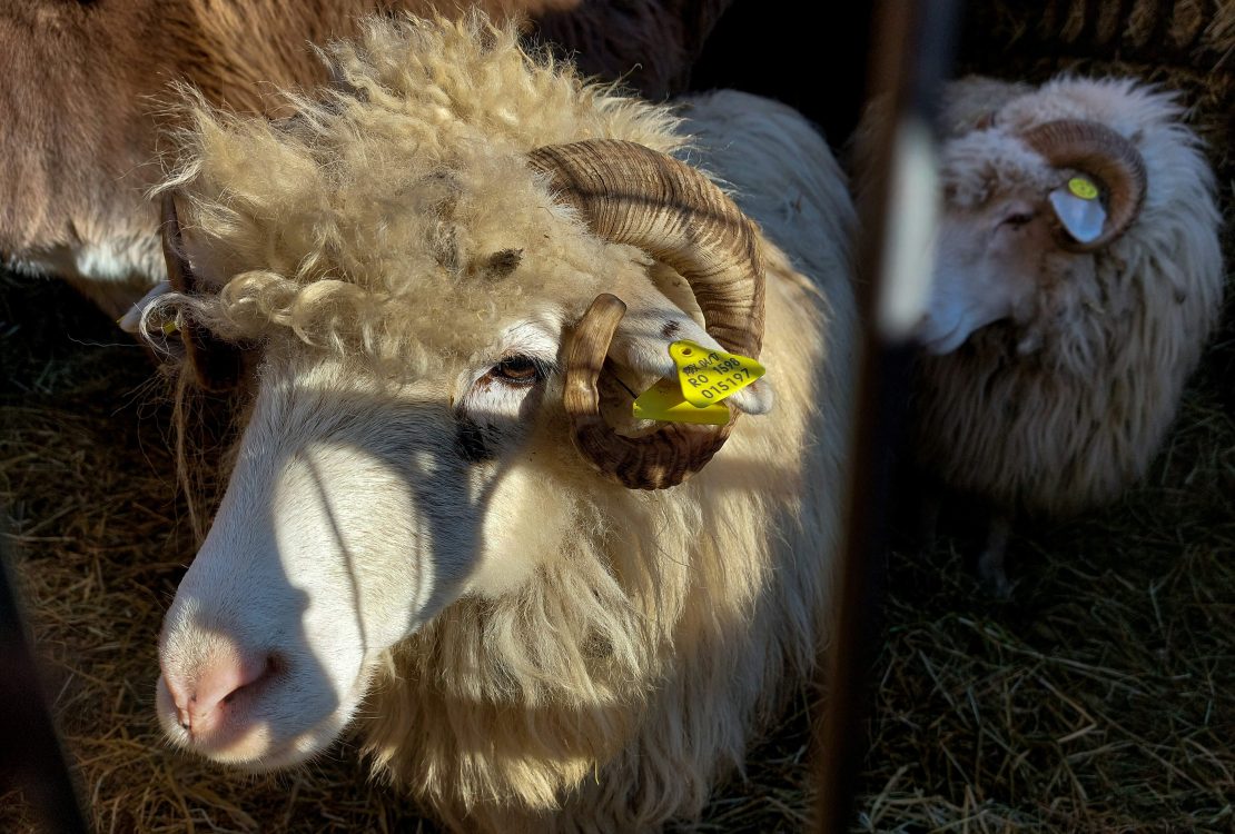Birkanyírás kézzel vagy géppel?