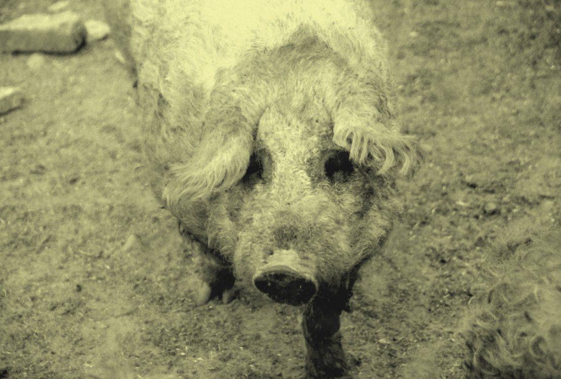 A mangalica a szocializmusban