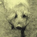 A mangalica a szocializmusban