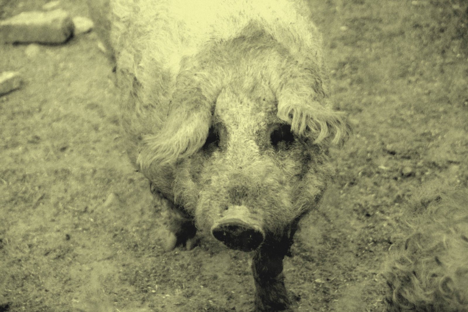 A mangalica a szocializmusban