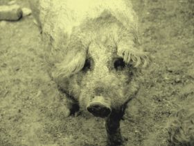 A mangalica a szocializmusban