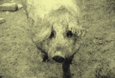 A mangalica a szocializmusban