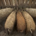 A mangalica szerepe a fenntartható mezőgazdaságban - extenzív tartás, legeltetés, természetközeli gazdálkodá