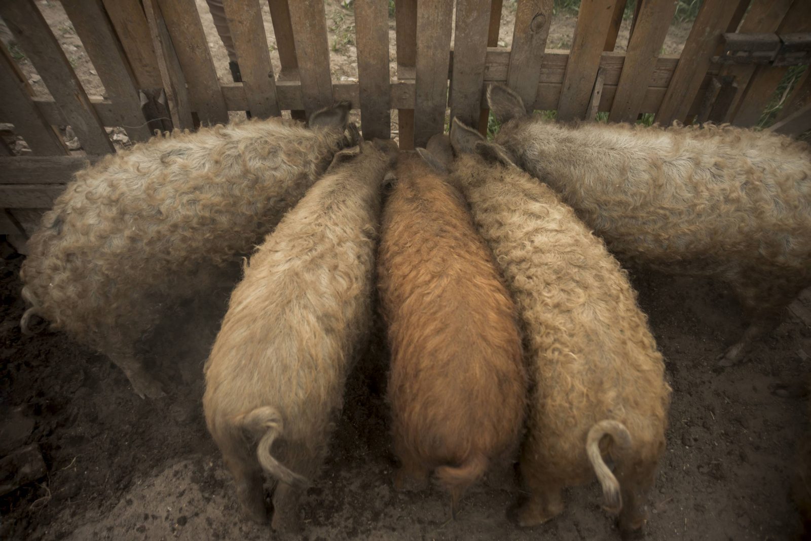 A mangalica szerepe a fenntartható mezőgazdaságban - extenzív tartás, legeltetés, természetközeli gazdálkodá