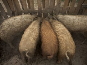 A mangalica szerepe a fenntartható mezőgazdaságban - extenzív tartás, legeltetés, természetközeli gazdálkodá