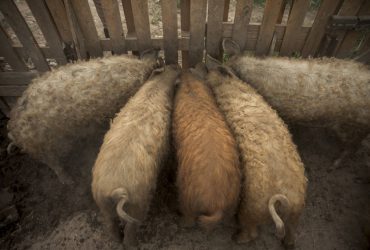 A mangalica szerepe a fenntartható mezőgazdaságban - extenzív tartás, legeltetés, természetközeli gazdálkodá