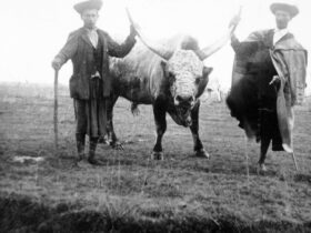 Fortepan / Gyöngyi