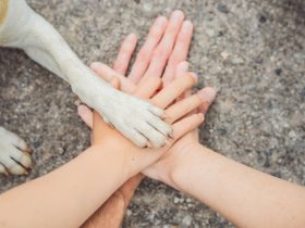 felelős állattartás és állatvédelem Magyarországon