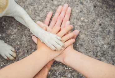 felelős állattartás és állatvédelem Magyarországon